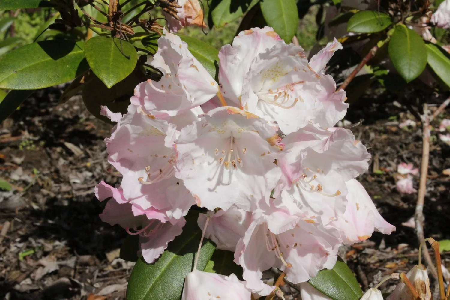 Rhododendron (Yakushimanum) 'Koichiro Wada' - Image 4