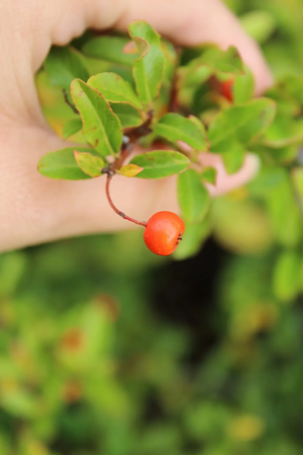 Pyracantha 'Anatolia' - Image 3