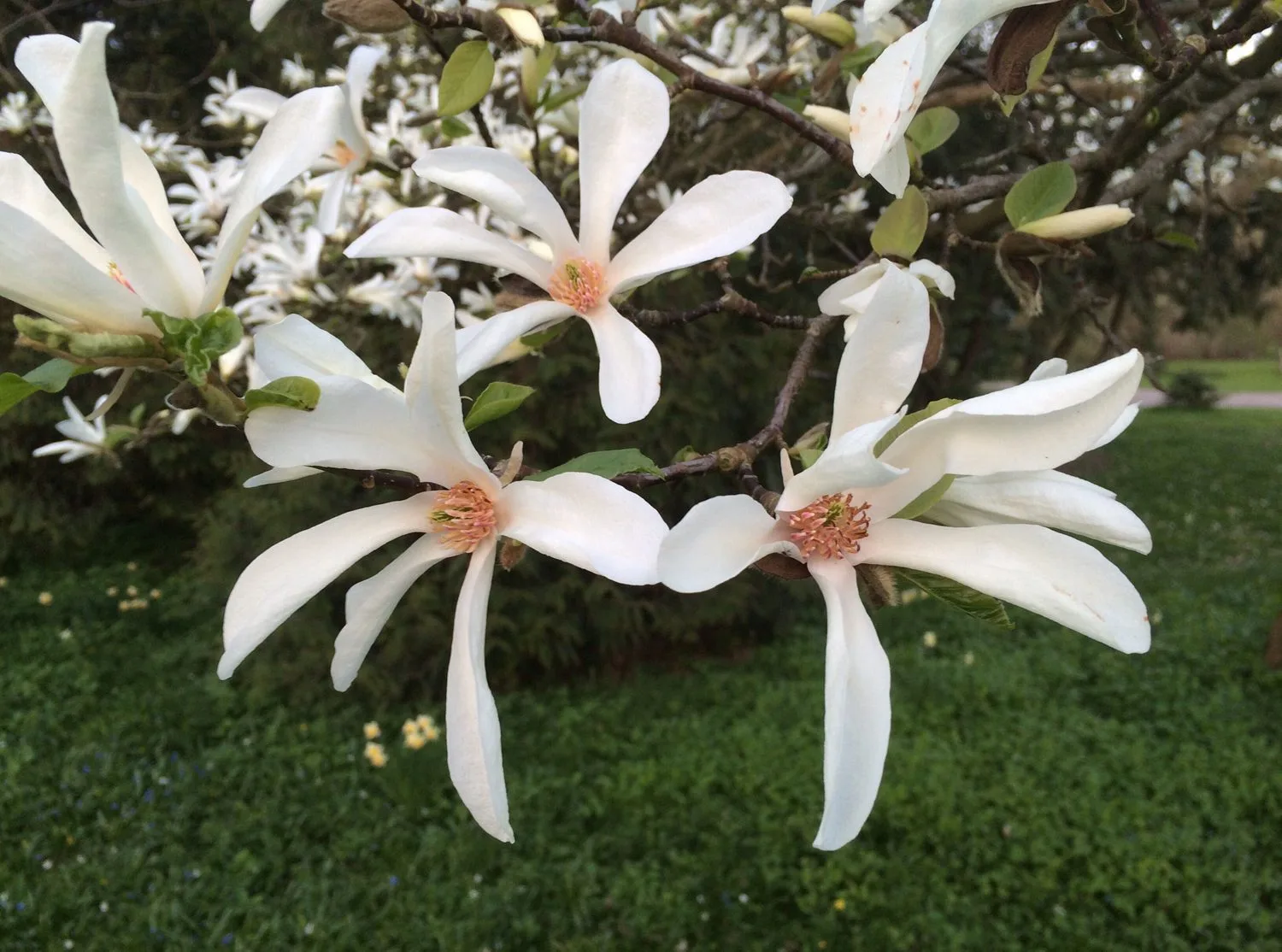Magnolia kobus - Image 4