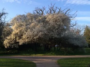 Prunus cerasifera fk Cecilia E