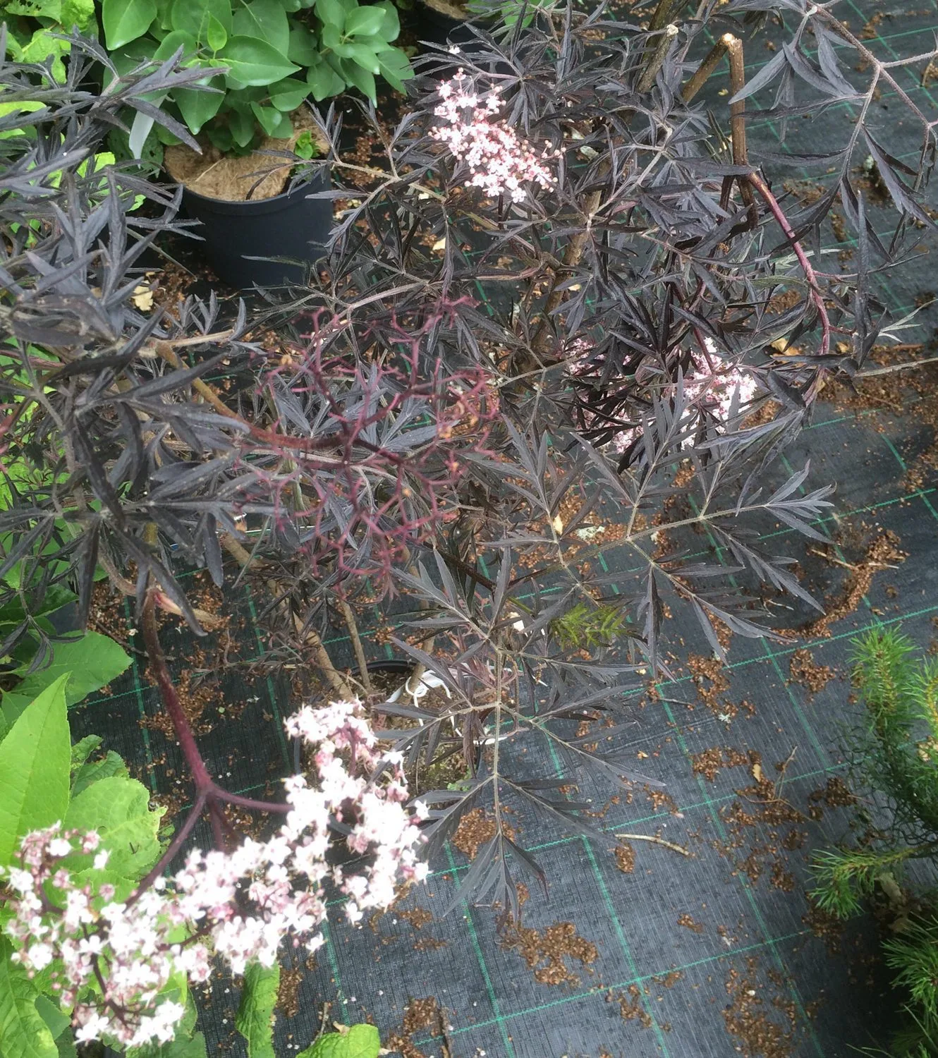 Sambucus nigra 'Black Lace' - Image 3