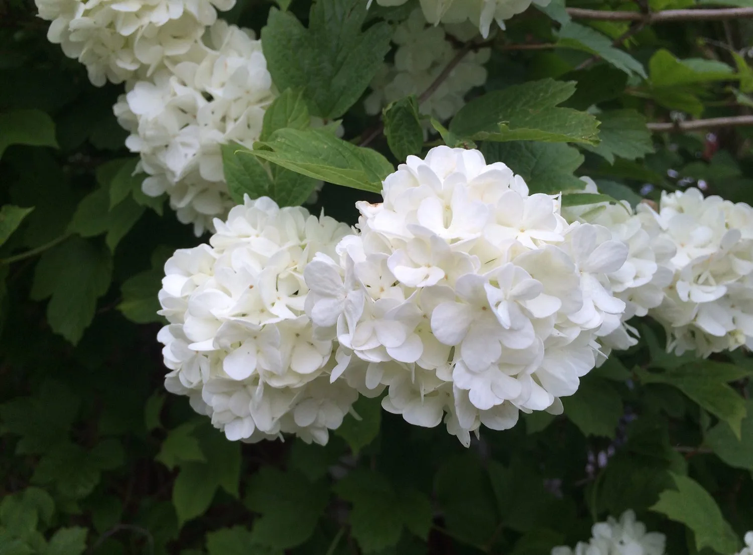 Viburnum opulus 'Roseum' - Image 3
