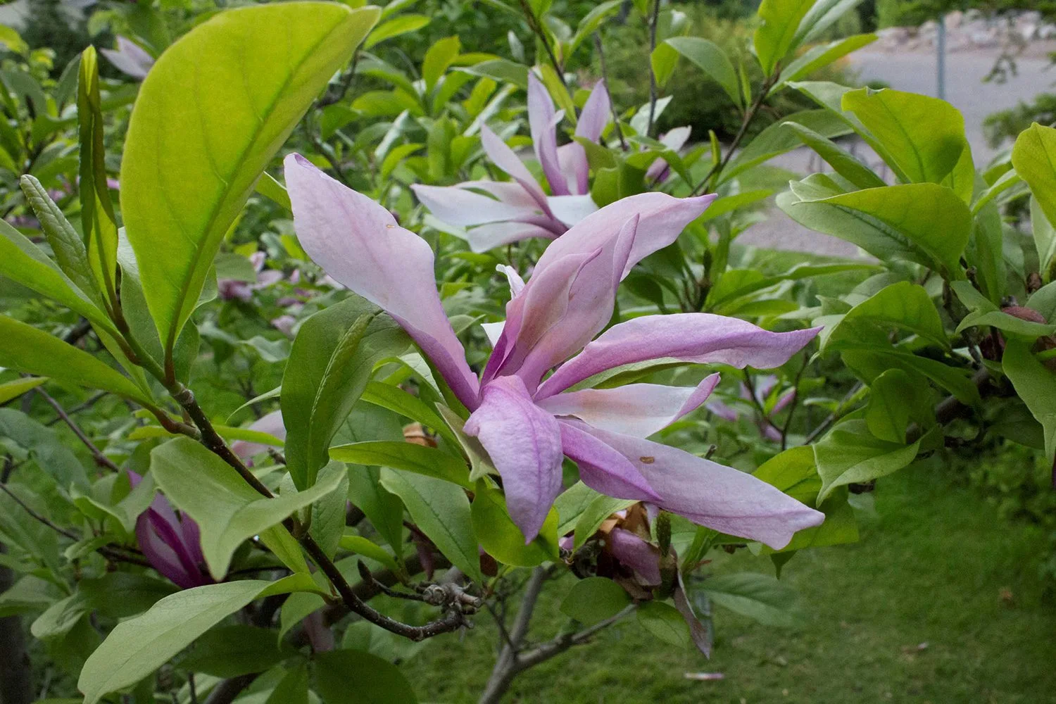 Magnolia (Liliiflora) 'Susan' - Image 3