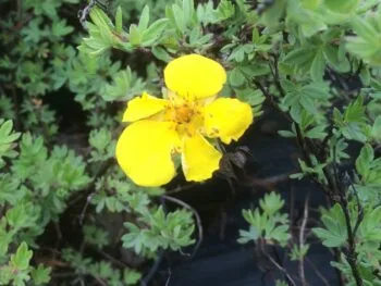 Dasiphora fruticosa 'Goldteppich'