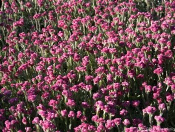 Antennaria dioica 'Rotes Wunder'