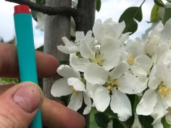 Malus 'Rescue'