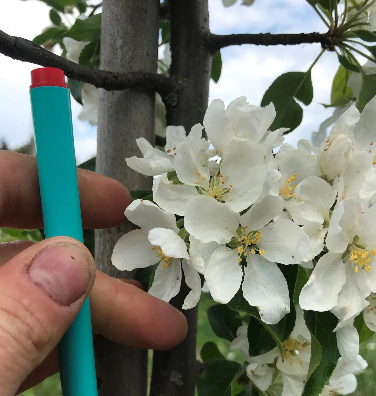Malus 'Rescue'
