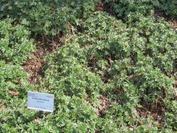 Alchemilla alpina