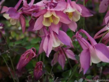 Aquilegia 'Spring Magic Red'