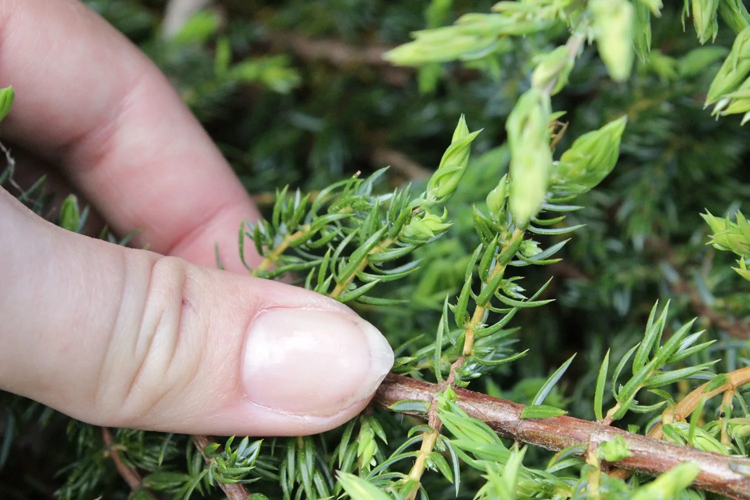 Juniperus communis 'Green Carpet' - Image 3