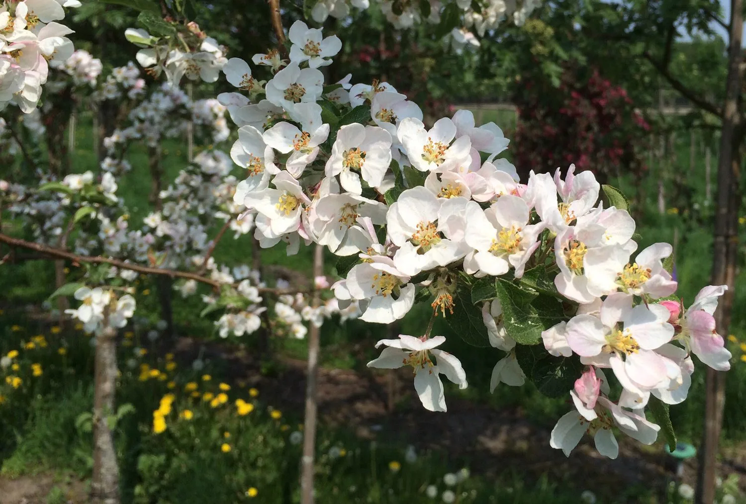 Malus 'Crittenden' - Image 2