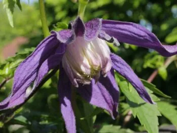 Clematis (Atragene-gruppen) 'Clochette Pride' E