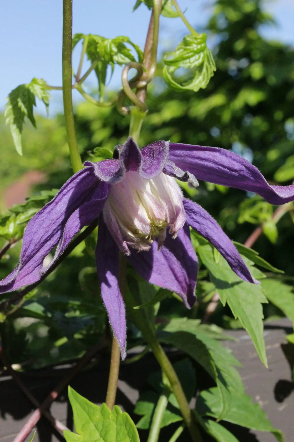 Clematis (Atragene-gruppen) 'Clochette Pride' E