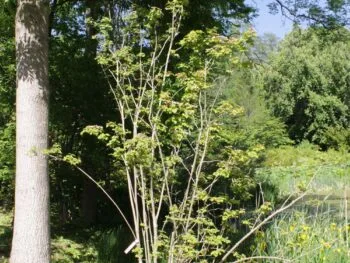 Viburnum sargentii 'Onondaga'
