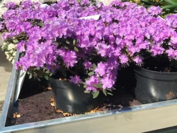 Rhododendron (Lapponicum) 'Ramapo'