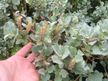 Salix lanata