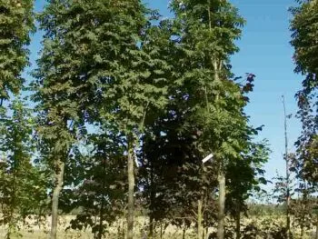 Sorbus aucuparia 'Fastigiata'