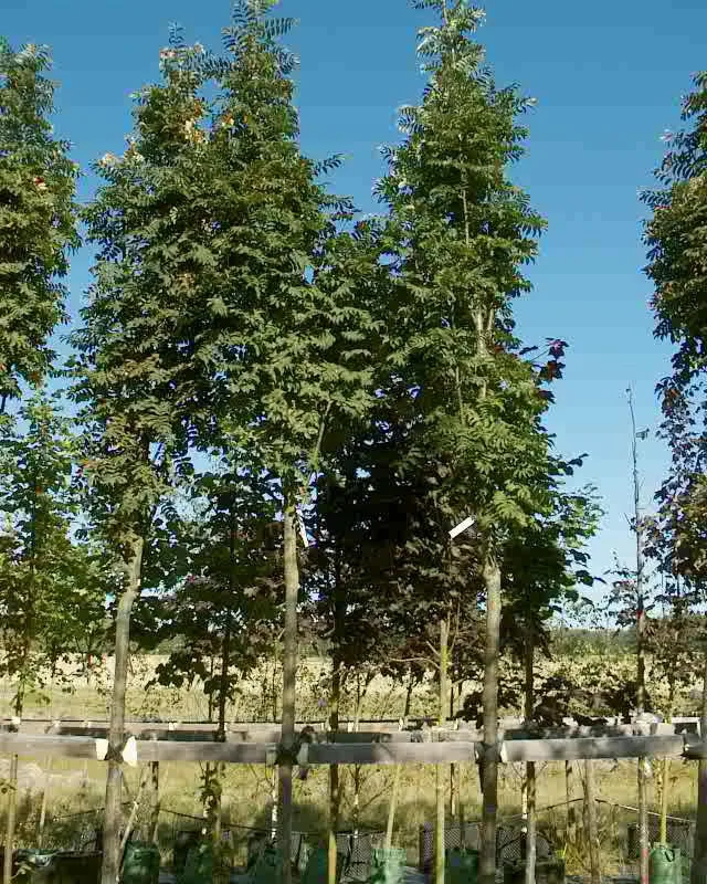 Sorbus aucuparia 'Fastigiata'