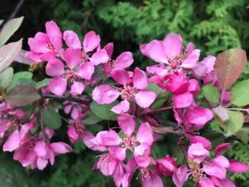 Malus 'Profusion'