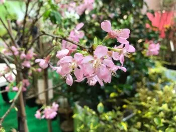 Prunus nipponica var. kurilensis 'Ruby'