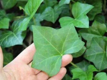 Hedera helix 'Huldra' E