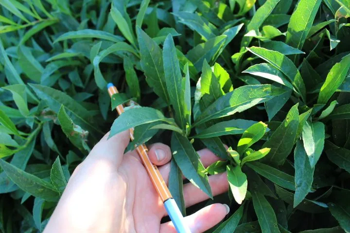 Prunus pumila var.depressa E - Image 3