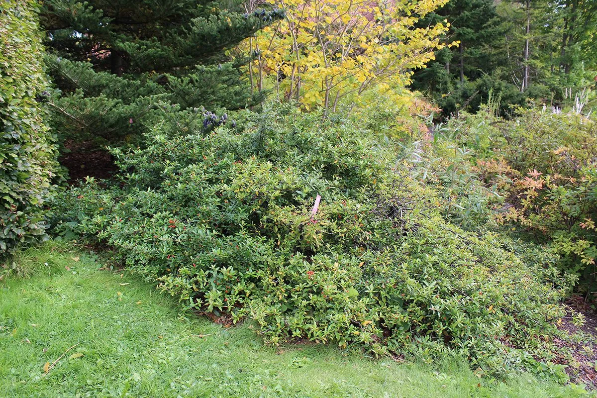 Pyracantha 'Anatolia' - Image 2