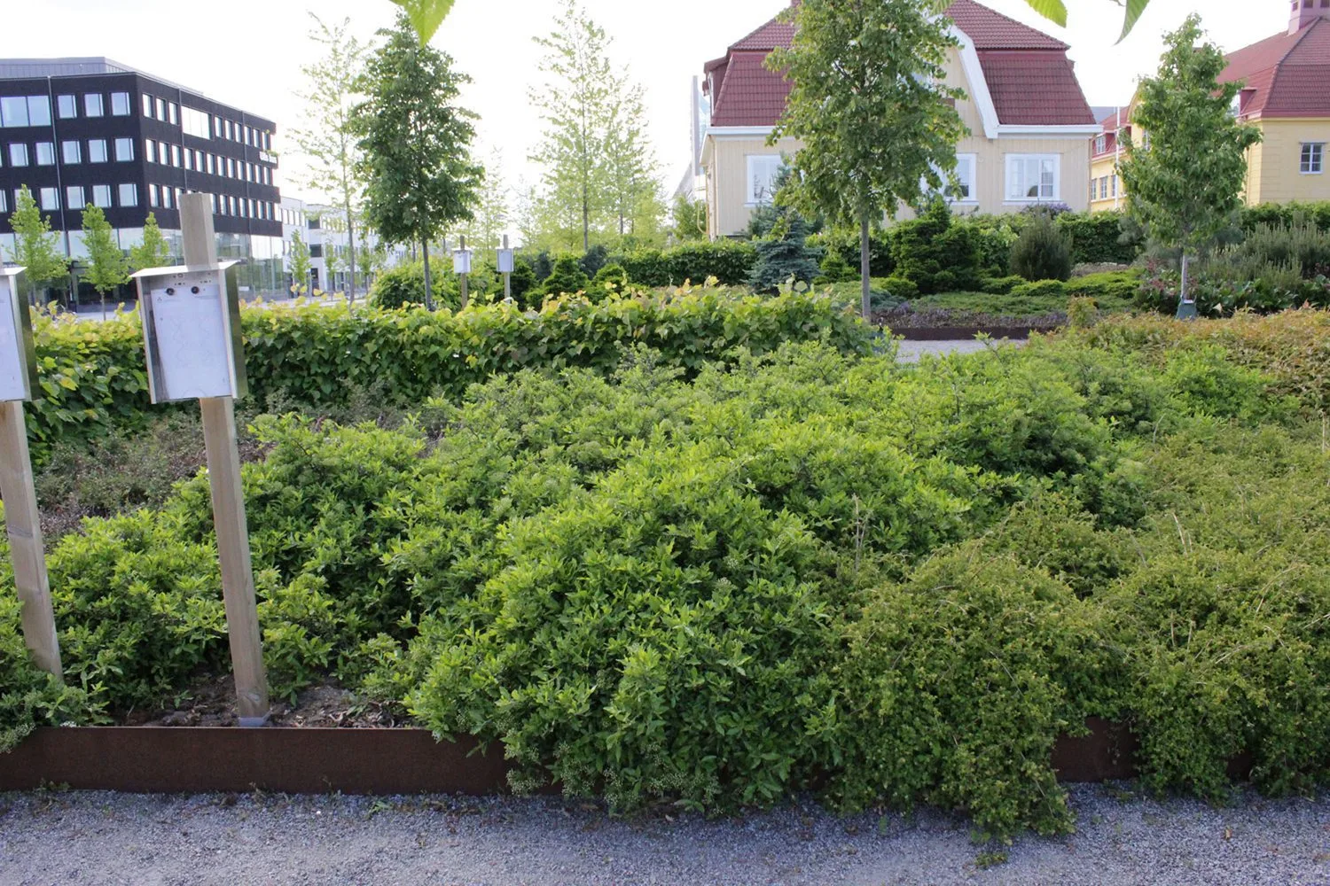 Pyracantha 'Anatolia'