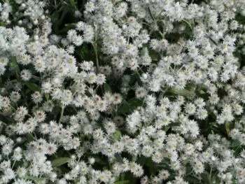 Anaphalis triplinervis