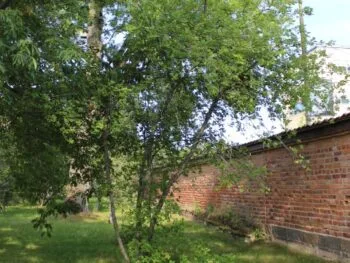 Prunus virginiana fk Rackarberget E