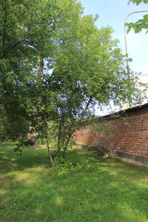 Prunus virginiana fk Rackarberget E