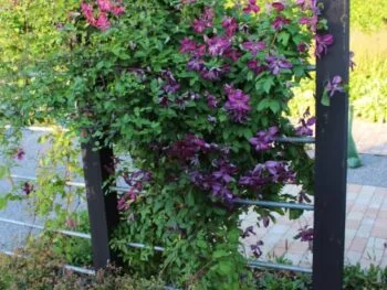 Clematis (viticella-gruppen) 'Södertälje' E