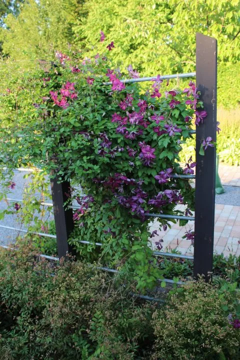 Clematis (viticella-gruppen) 'Södertälje' E