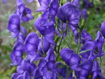 Aconitum napellus