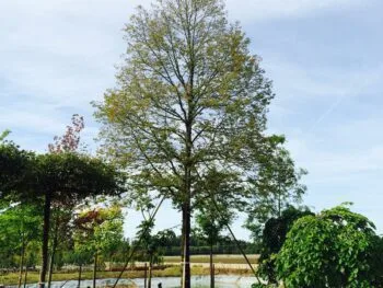 Tilia cordata 'Böhlje'