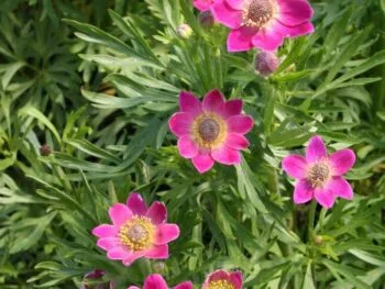 Anemone multifida 'Rubra'