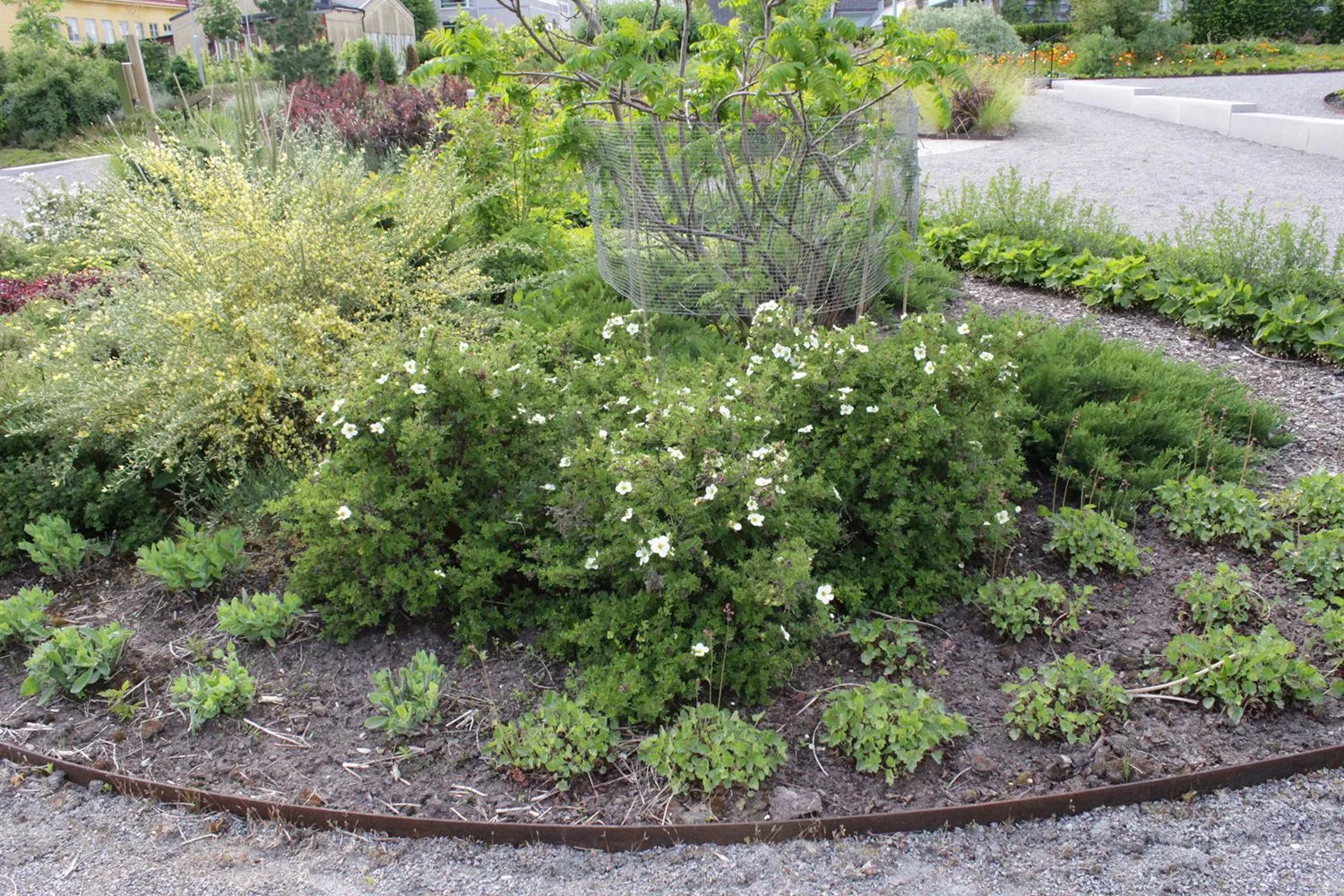 Dasiphora fruticosa 'Tilford Cream' - Image 3