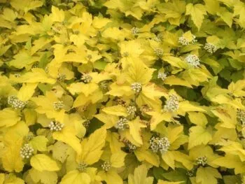 Physocarpus opulifolius 'Dart´s Gold'