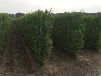 Ligustrum ovalifolium