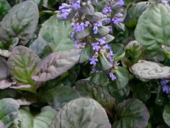 Ajuga reptans 'Catlins Giant''