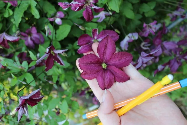 Clematis (viticella-gruppen) 'Södertälje' E - Image 3
