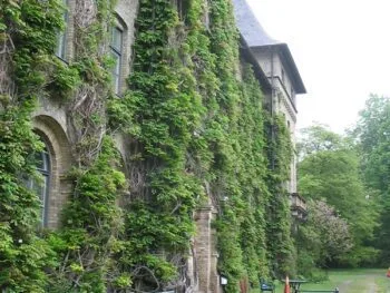 Wisteria sinensis