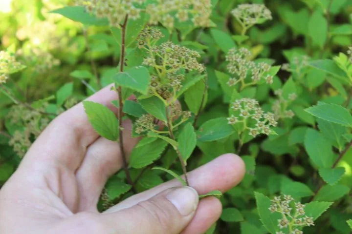 Spiraea japonica 'Little Princess' E - Image 3