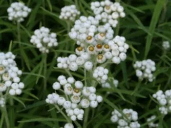 Anaphalis margaritacea