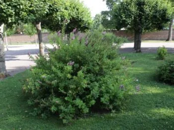 Spiraea x billardii
