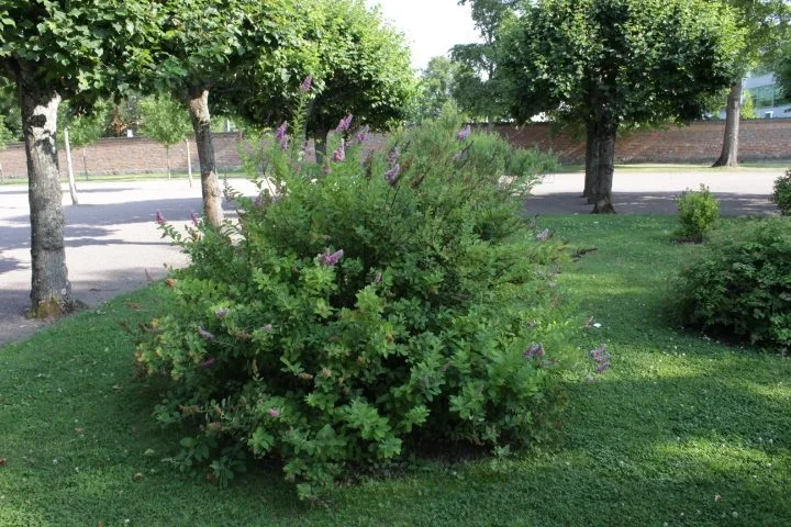 Spiraea x billardii