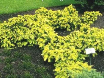 Taxus baccata 'Summergold'