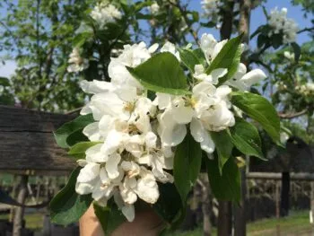 Malus 'John Downie'