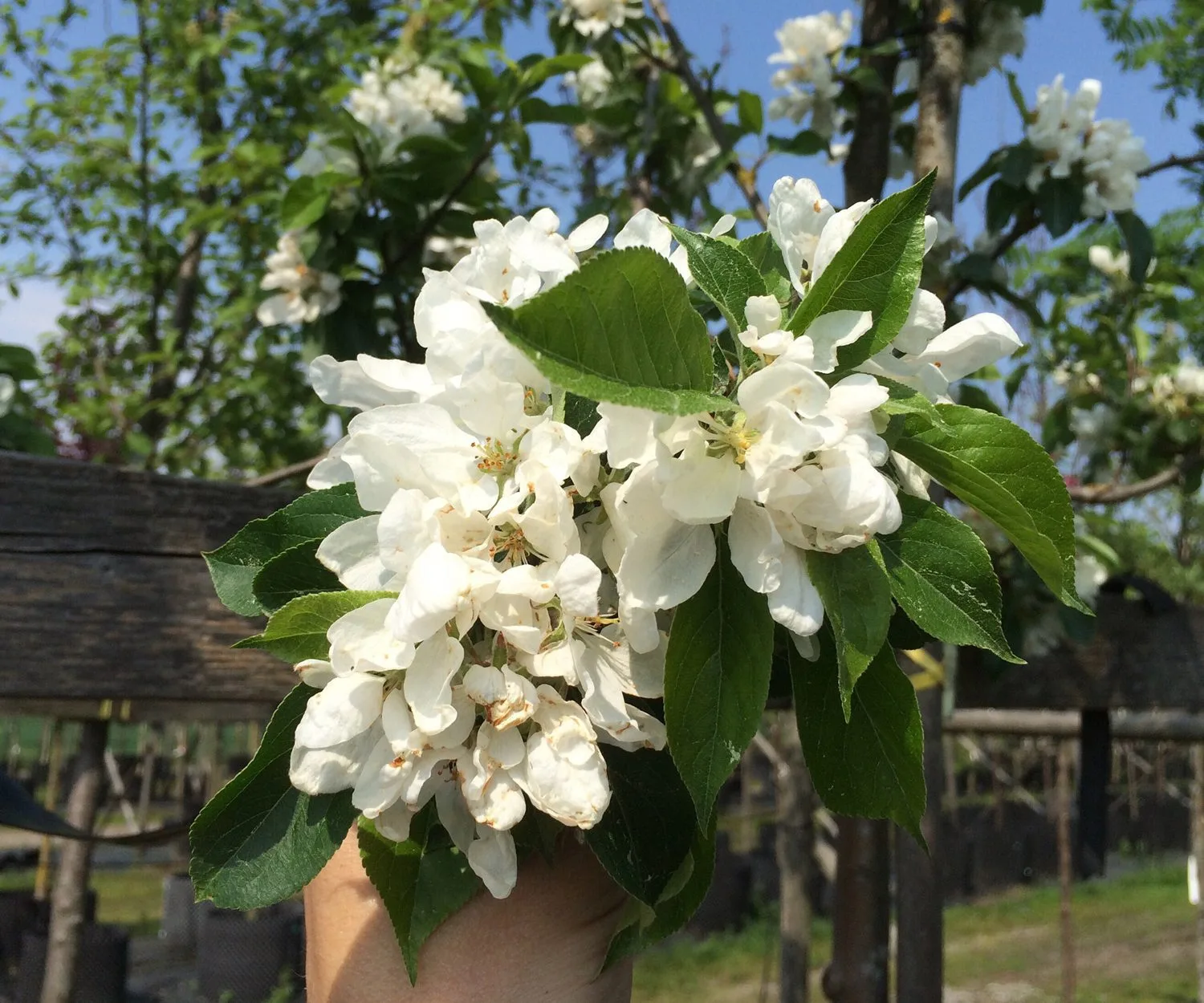 Malus 'John Downie'