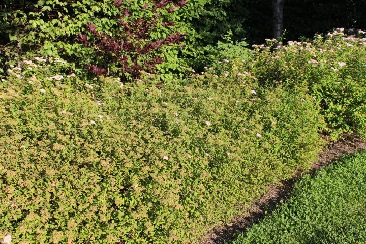 Spiraea japonica 'Little Princess' E - Image 2